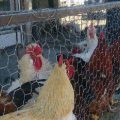 زنده‌فروشی پرندگان تهدیدی برای شیوع آنفلوانزا در همدان