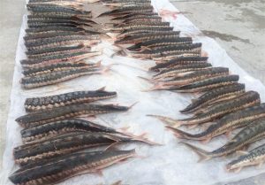 پروژه شیلاتی ۱۰ تنی پرورش ماهی خاویاری مازندران افتتاح شد